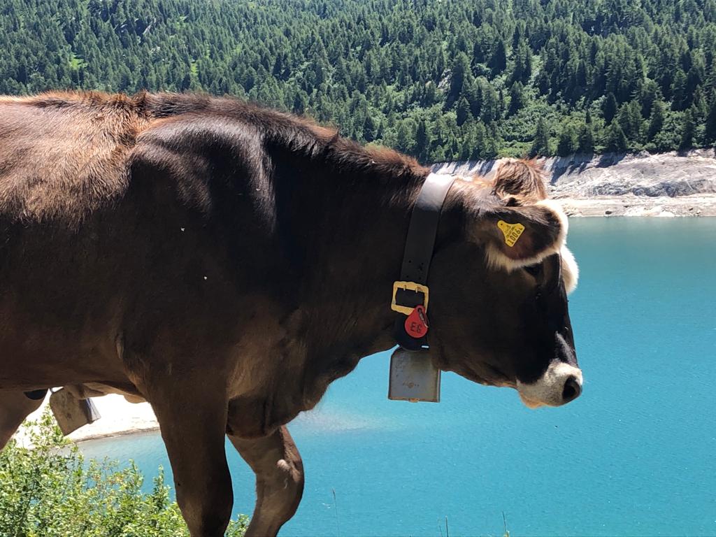 Mucca lago Ritom
